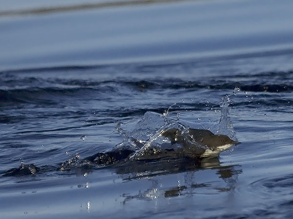 Koskikara, White-throated Dipper, Cinclus cinclus